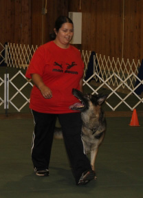Aragorn zu treuen handen IPO3 SchH3 german shepherd mi